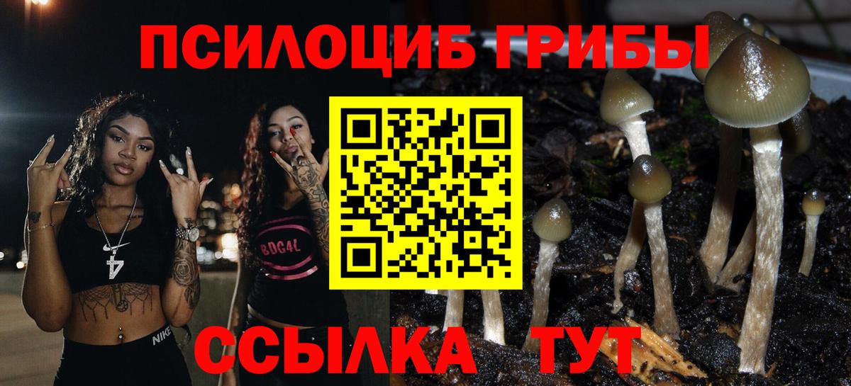 Галлюциногенные грибы Psilocybine cubensis Электросталь